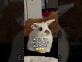 🥰#funnybunny #rabbitears #petrabbit #houserabbit #cutepets #babybunny #rabbitlife #funnypets #bunny