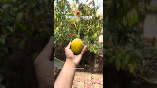 उन्हाळा + कोकण ❤️😍 #mango #nature #fyp #season #fruit #kokanimeva #viral #shorts #newsong #travel