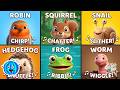 The Animal Sounds Song! | Squirrel, Snail, Hedgehog, &amp; More | Simple EduFam Learning