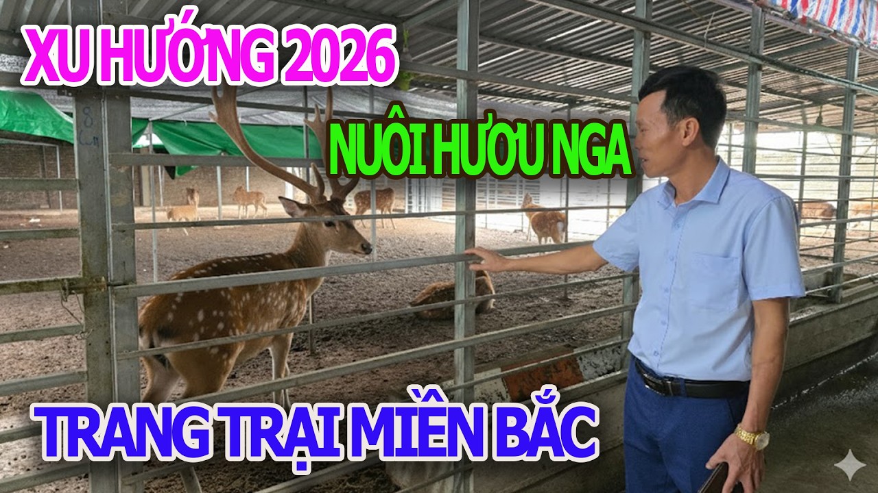 2026 Xu Hướng Chăn Nuôi Hươu Nga - Nuôi Đơn Giản - Hiệu Quả Cao , Bao Tiêu Đầu Ra , Đầu Vào