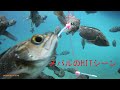 堤防からのロックフィッシュ　メバルのHITシーン(水中撮影)　20200528