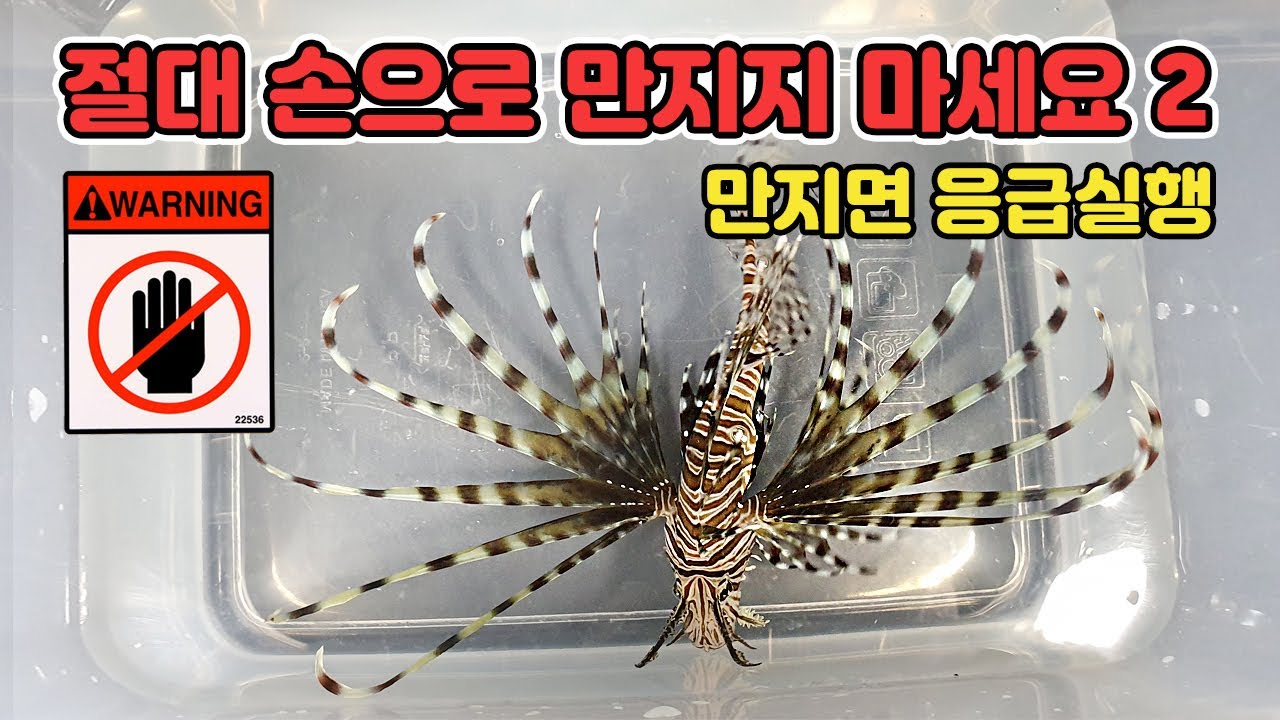 쏘이면 지옥의 통증을 경험하는 쏠배감펭을 입양했습니다 ㄷㄷ [TV생물도감]