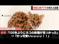 ネコの新種、１００年ぶりに発見され話題になるwwww