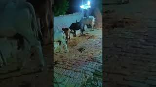 #song #cow buffalo 🦬 Punjabi joti #cow