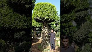 ficus plants ❤️🫣🫣❤️wattsapp 03230945418 #garden #plantssparkjoy #funny #plants #gardeningtip 😍😍😊😊😊😊😊