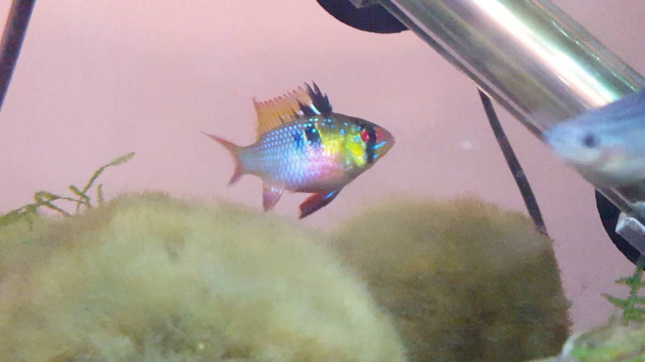 german blue ram fry development German Blue Ram pair eggs soon? Female breeding tube out.