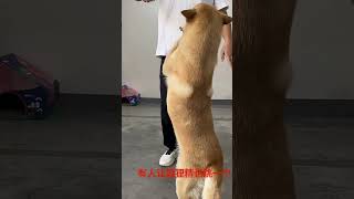 Lotus Tower Goes Viral! Dancing with Fox Spirit? Big Yellow Says Let's Fulfill Some Wishes!...