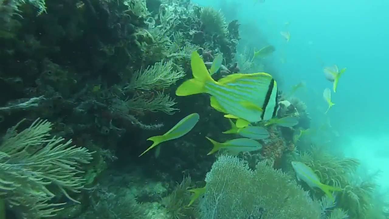 Scuba Diving Molasses reef, Key Largo, FL YouTube