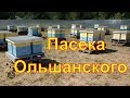 Пасека Ольшанского Александра