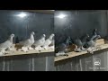 Ташкенские Тасманы Сизаки Боходыра Игра тяга 2021г #tauben #pigeons