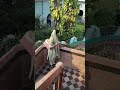Bandel church final part