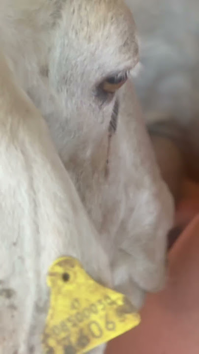 Traditional Sicilian Sheep Milking