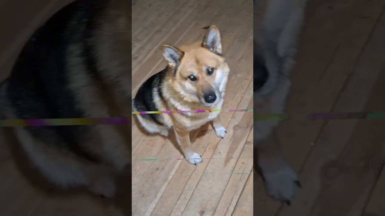 The dog is considering the house layout (Собака рассматривает план-схему электрики дома А-фрейм)