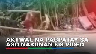 Aktwal Na Pagpatay Sa Aso Nakunan Ng Video