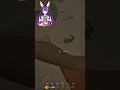 Bunny Vtuber trying to get bunnies….and failing miserably.