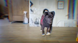 Puppy Who Couldn't Walk Can't Stop Prancing Puppy Who Couldn T Walk Can T Stop Prancing The Dodo