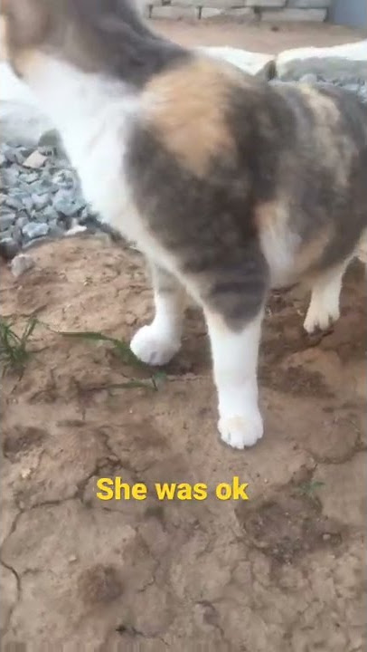 When your cat gets stung by a bee