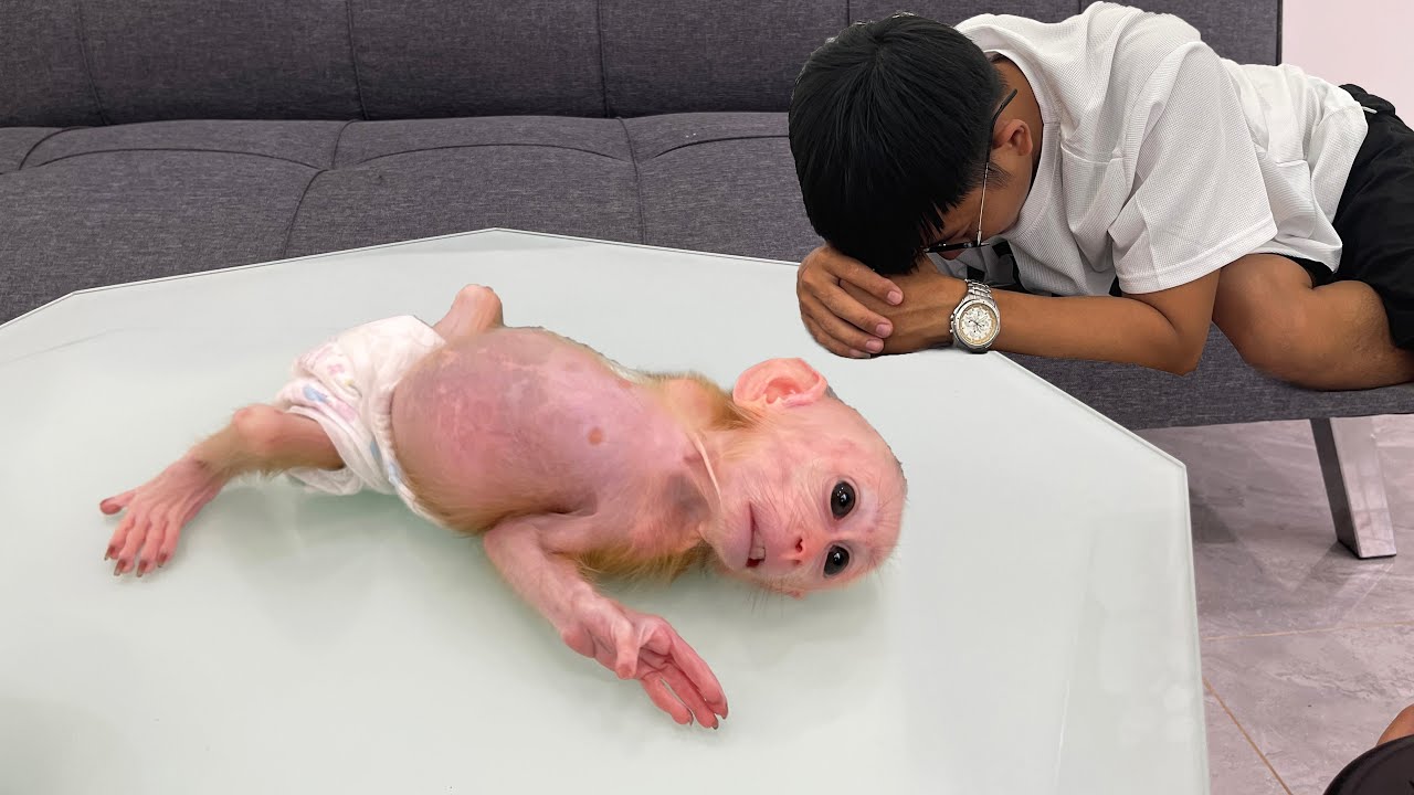 Серьёзная ошибка отца чуть не поставила под угрозу жизнь детёныша обезьяны