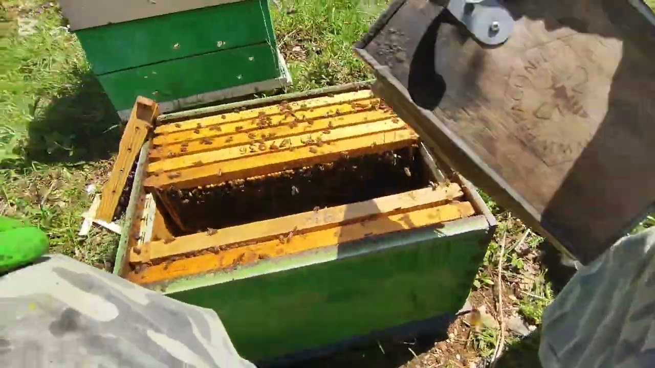 Σε τι κατάσταση είναι τα μελίσσια σήμερα 3/4