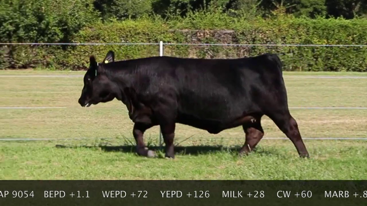 Black Angus Vintage Angus Ranch Lot 4B
