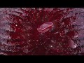 Viaje por la sangre hacia el cáncer hematológico (2016)