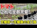 【トマト】最後に視聴者プレゼントあり!定植前から定植後までの全工程を紹介!