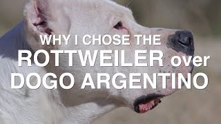 WHY I CHOSE THE ROTTWEILER OVER THE DOGO ARGENTINO