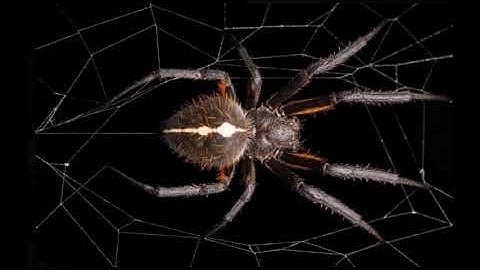 سورهتی العنكبوت بهدهنگی شیخ ماهر المعيقلي بهتهفسیری کوردی