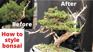 How to style bonsai Before and After process Shimpaku juniper