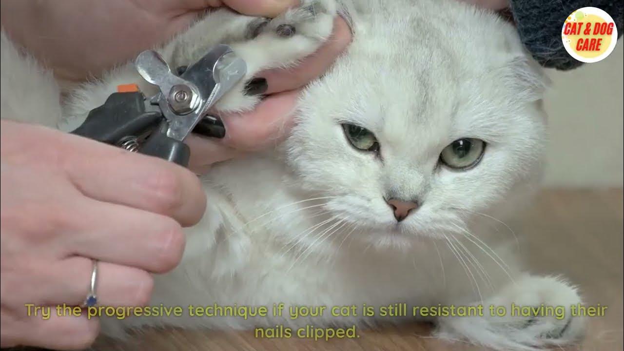 How Do I Trim My Cat's Nails / Cat Care / Cat and Dog Care / catcare