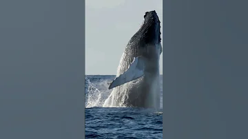 Blue Whale Jumping Out Of Water 