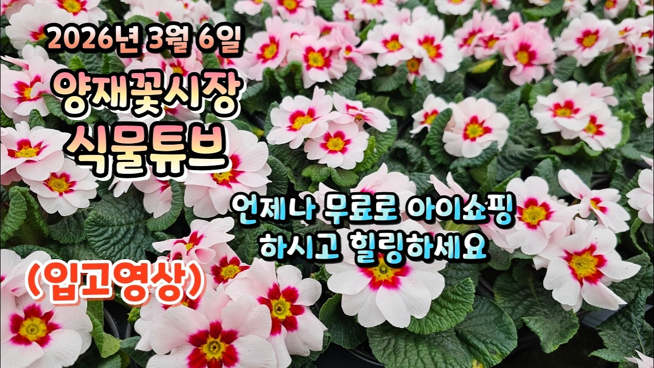경칩이 지났으나 갑자기 추워졌습니다. 하지만 꽃시장에는 봄이 오고 있습니다.  영상 시청 하시면서 힐링타임 되시길 바랍니다~  #양재꽃시장 #식물튜브 #식물아빠 #여광일