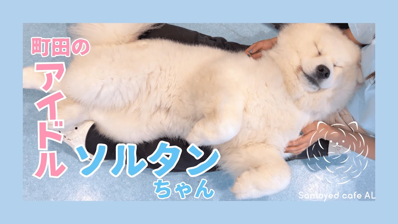 【シロクマ】もっふもふまんまるボディのソルタン(女の子　2歳4ヶ月)【サモエドカフェアル町田】