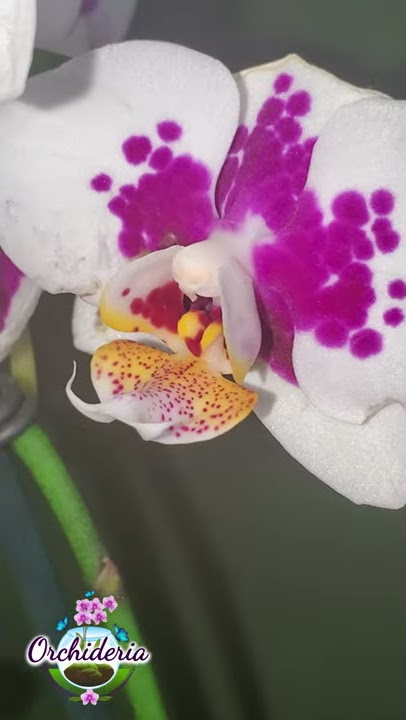 Awesome Tip for Buying Healthy Orchids #Shorts