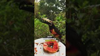 Toucan – The Bird with a Giant Beak 🦜🌿 | Icon of the Amazon Rainforest #amazonjungle #toucanbird
