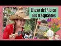 El uso de la cáscara de ajo en los trasplantes