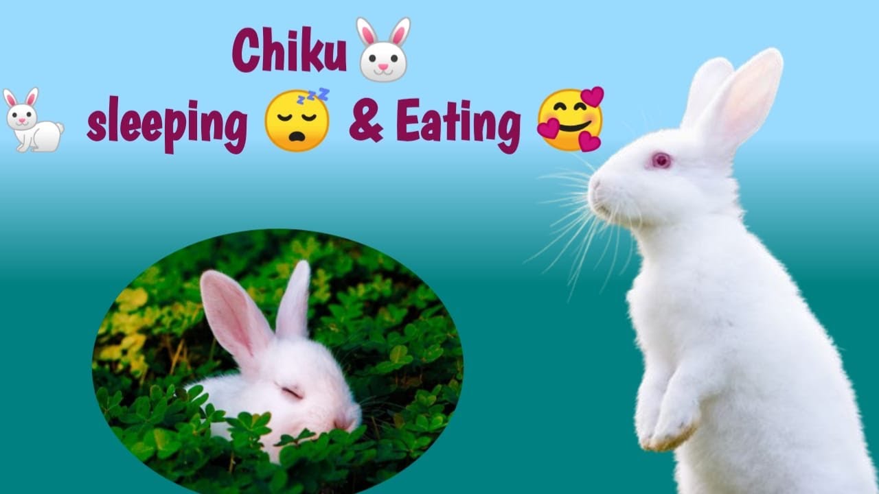 Chiku sleeping & Eating ll chiku vlogs rabbit #rabbit - YouTube
