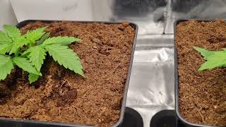 Grow Journal: DANKBERRY Indoor | Vegetative Week 1