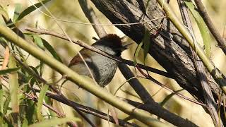 Synallaxis spixi / Pijuí Plomizo / Spix&#39;s Spinetail