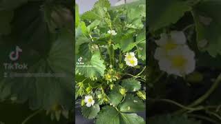 Fraises Le Champs Avec Les Fraisiers En Fleur