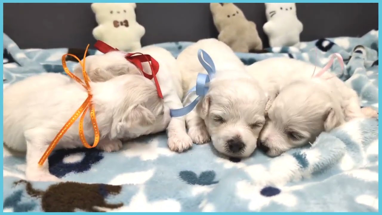 ビション・フリーゼの子犬（メス♀） 仙台太白店 管理センター