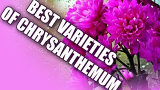 THE BEST VARIETIES OF  CHRYSANTHEMUM | ЛУЧШИЕ СОРТА ХРИЗАНТЕМ(, 2016-06-01T21:04:59.000Z)