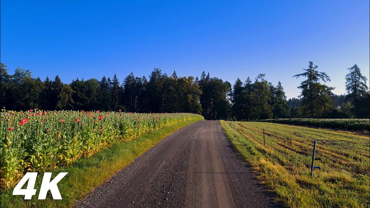 Day's Awakening - ASMR Virtual Nature Walk 4k Forest Sounds No Music