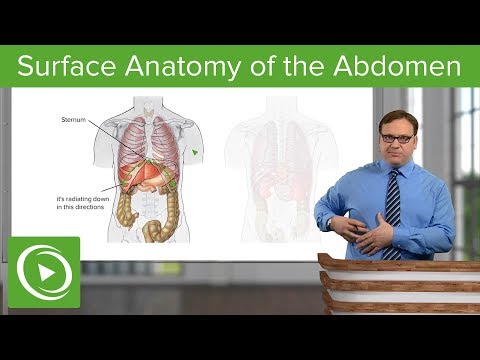 Surface Anatomy of the Abdomen – Anatomy | Lecturio