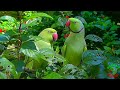 Natural Parrot Sounds Compilation Natural Parrot Sounds Compilation