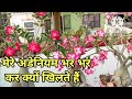 मेरे अडेनियम भर भर कर क्यों खिलते हैं जानिए राज। full care of adenium plants