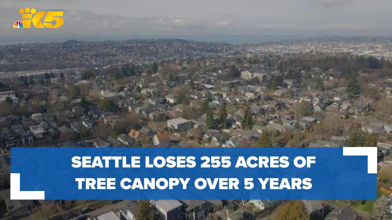 Seattle has lost 255 acres of tree canopy since 2016, report shows