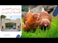 Customer Review – Mr. Saddam Khan (Upper Dir, Khyber Pakhtunkhwa) 🎉
