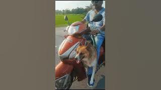 Unforgettable Adventures: Hilarious Moments of Dog TravelIndian dogViral dogcute dogsdog tik tokdog