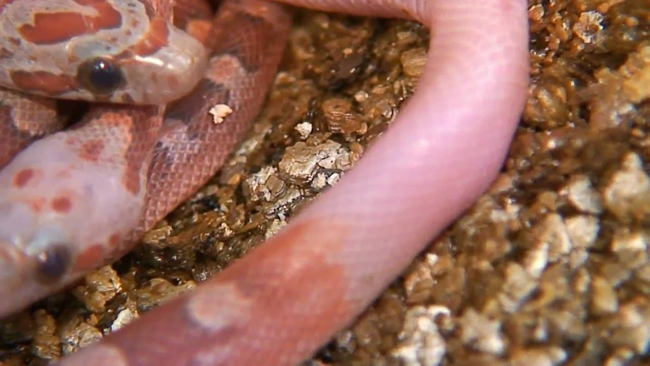 corn snake morphs Almost a Piebald Corn